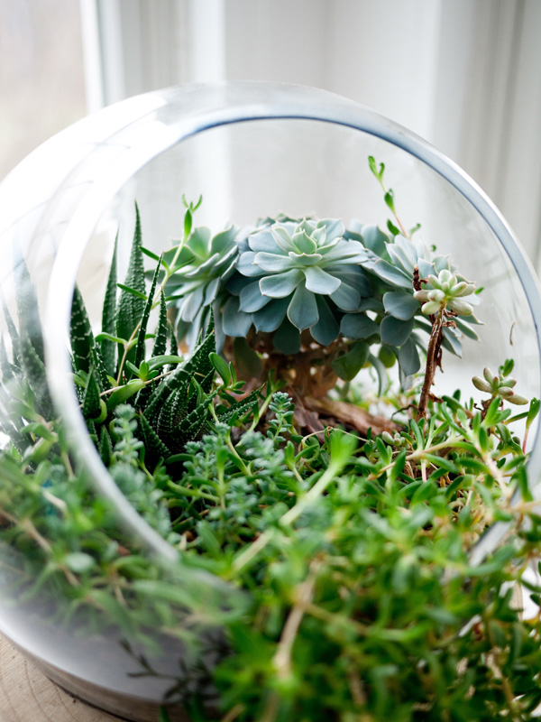 Indoor Garden2