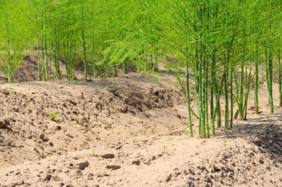 asparagus3