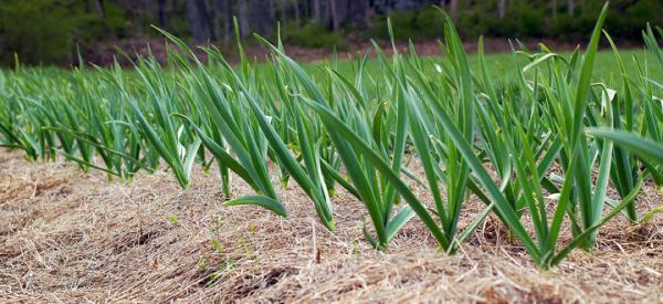 garlic2