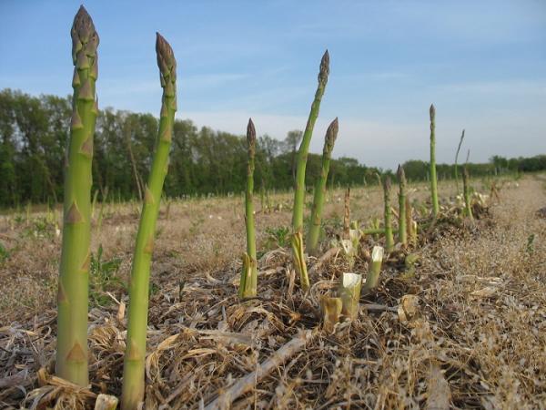 Asparagus2