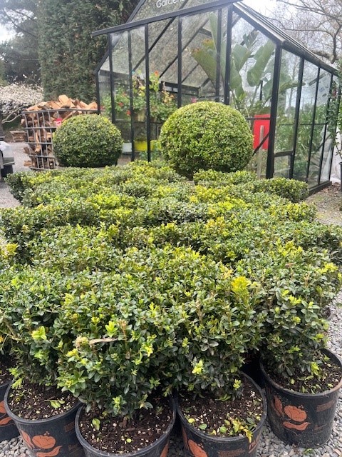 buxus big