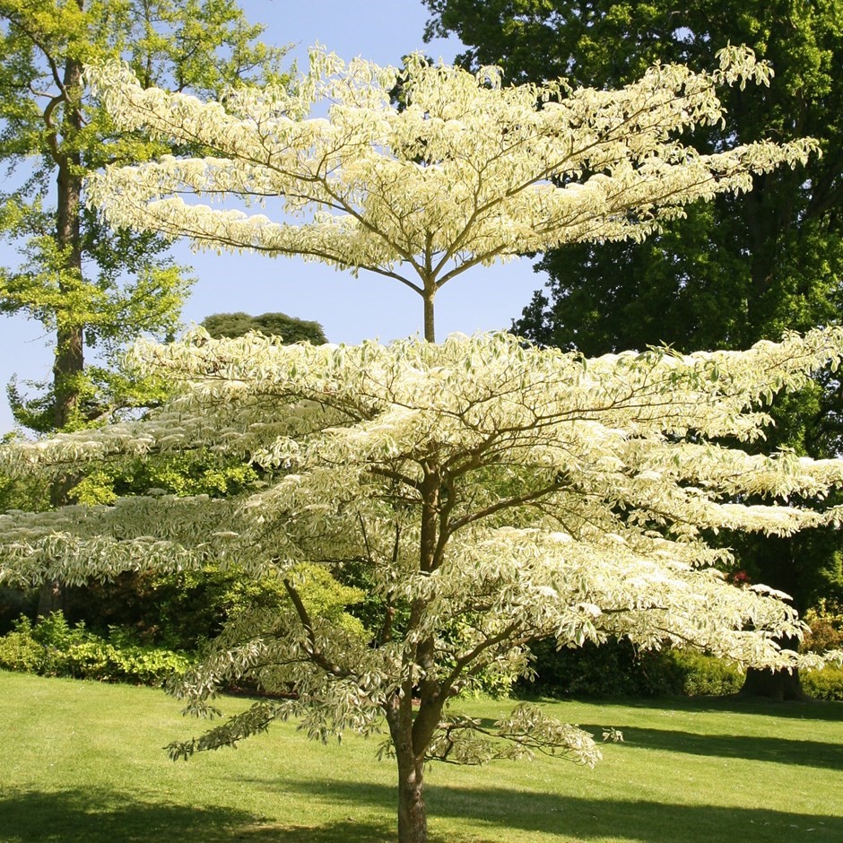 cornus cont. variegata