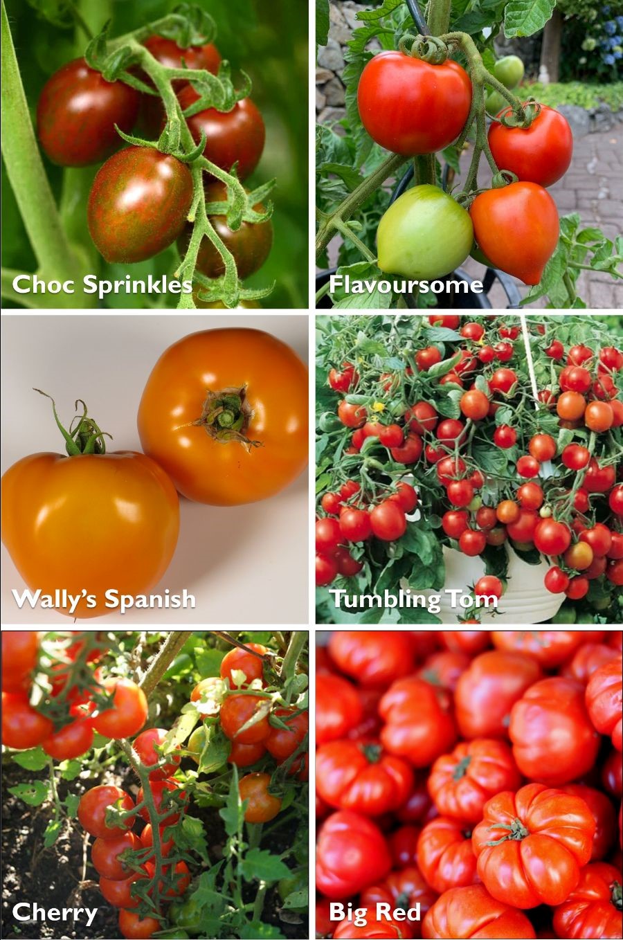 ican tomatoes 3