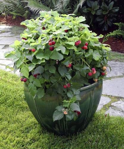 raspberry in pot