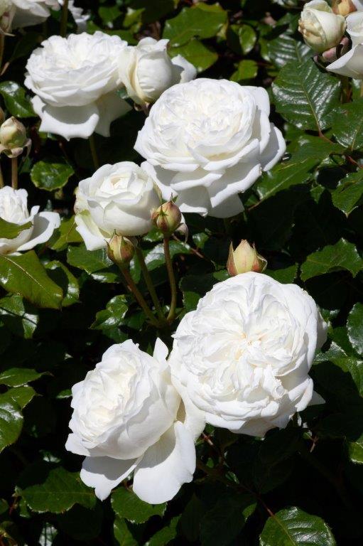 NZ Opera School MattTrott Hybrid Tea Matthews Nurseries Ltd small