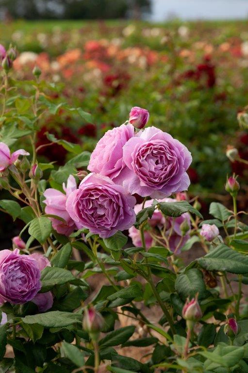 Rural Women Mattrwnz Floribunda Matthews Nurseries Ltd 3 small