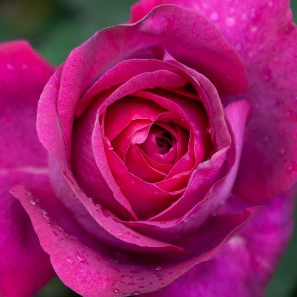 Delectable Oragrapar Hybrid Tea Matthews Nurseries Ltd small