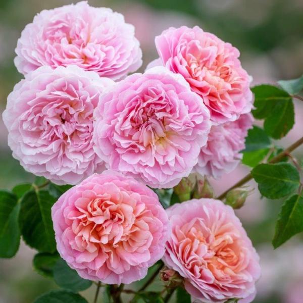 Eustacia Vye Auegdon David Austin Roses 1small