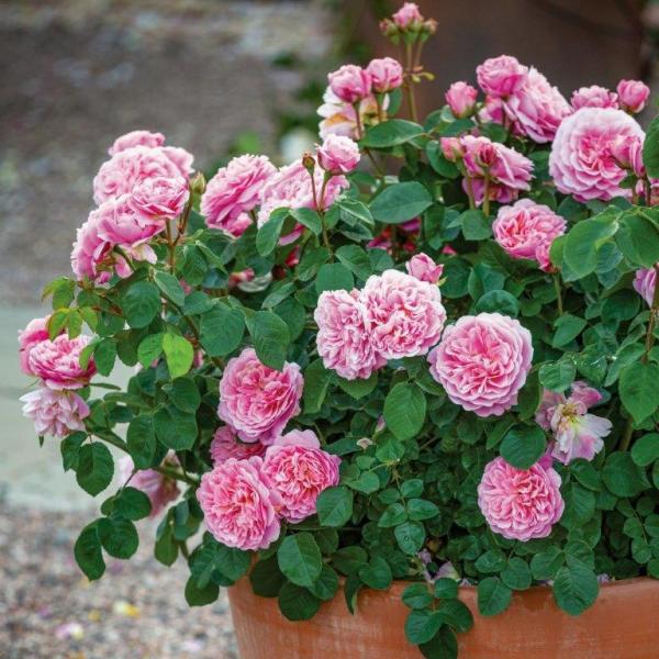 Eustacia Vye Ausegdon David Austin Roses 2small