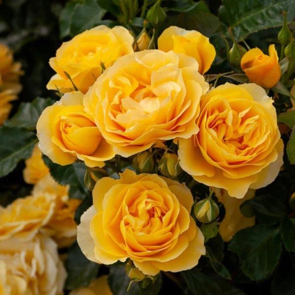 Fordell Mattdell My Rose Collection Matthews Nurseries Ltd 1 small