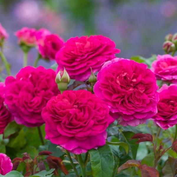 Gabriel Oak Auscrowd David Austin Roses 1small