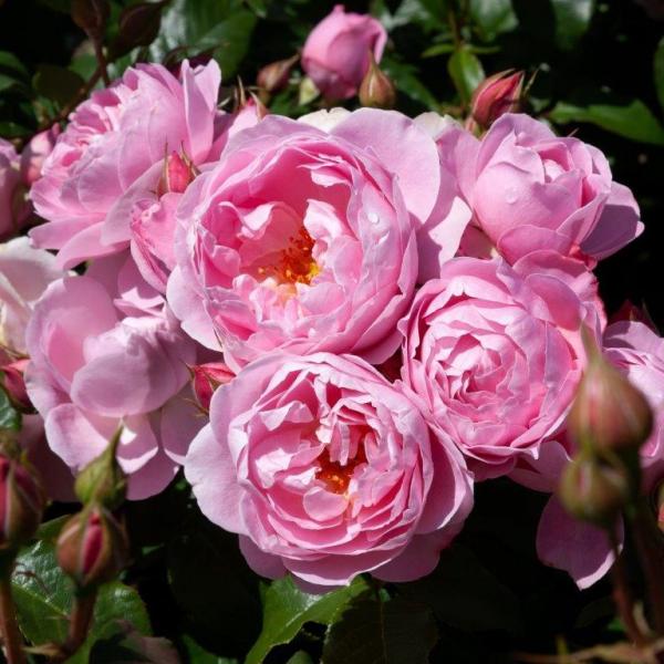 Iona Mattona Floribunda Matthews Nurseries Ltd small