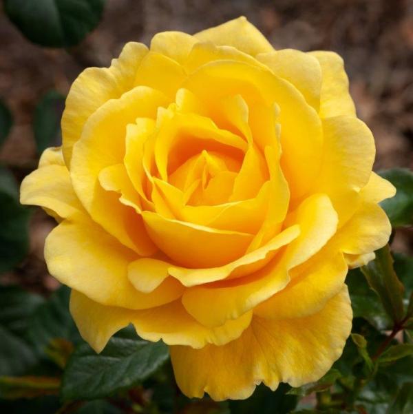 Richards Rose Mattharris Hybrid Tea Matthews Nurseries Ltd 1 small