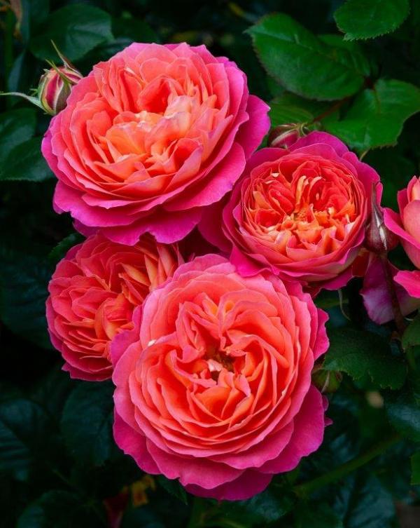 Pride Mattzette My Rose Collection Matthews Nurseries Ltd 1b small