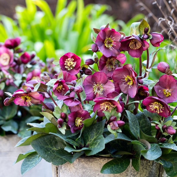 Hellebore Vibey Velvet
