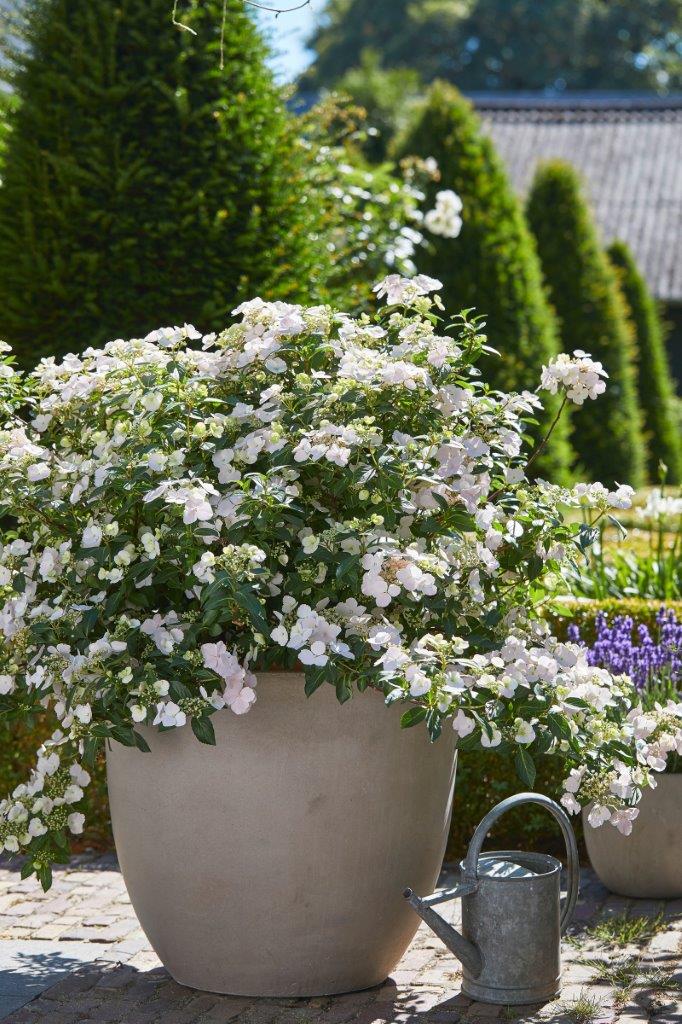 Hydrangea Runaway Bride