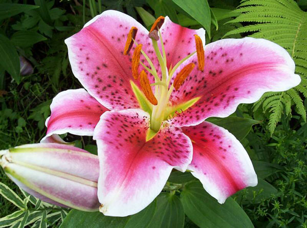 Lilies