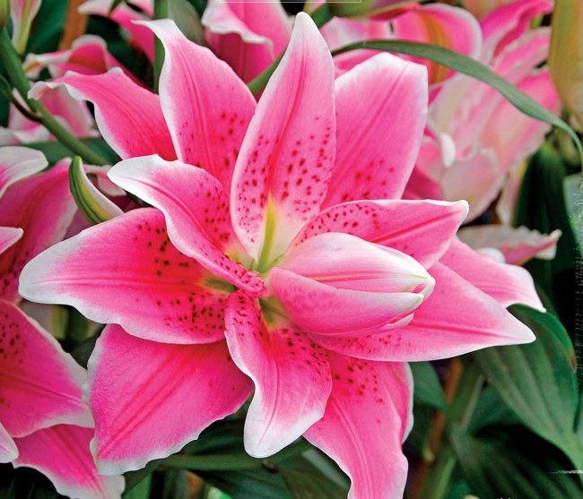 Lilium Natalia2