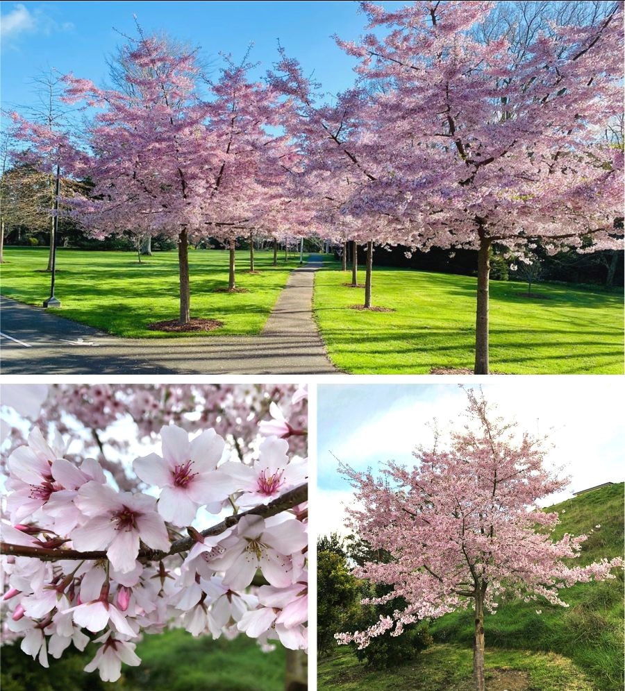 Prunus Awanui compilation