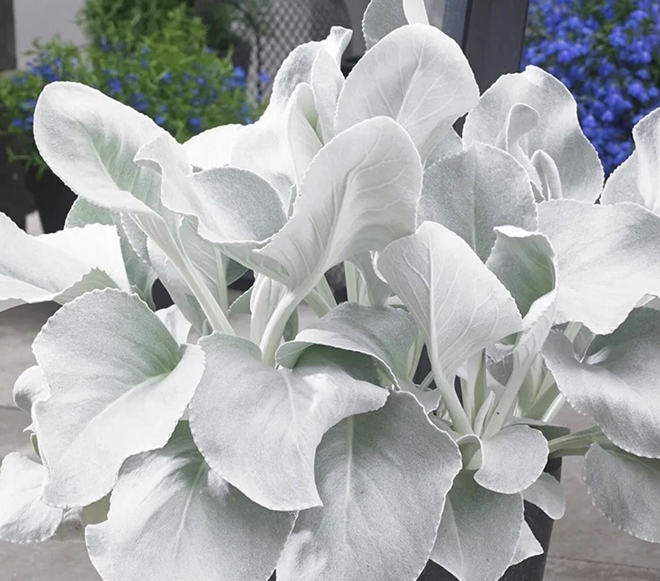 Senecio Angel Wings 2