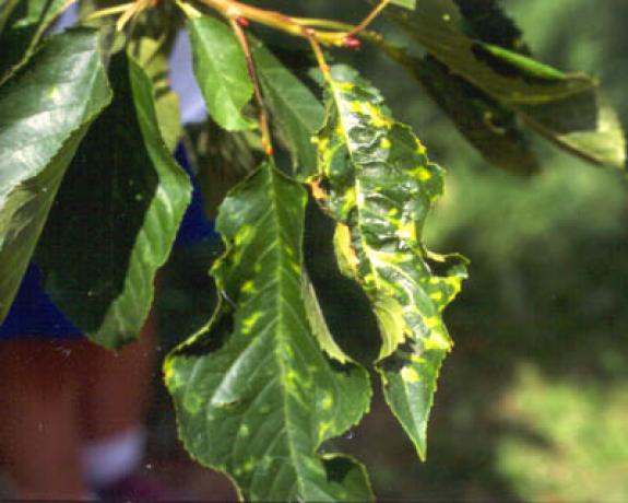 FruitTreeDisease