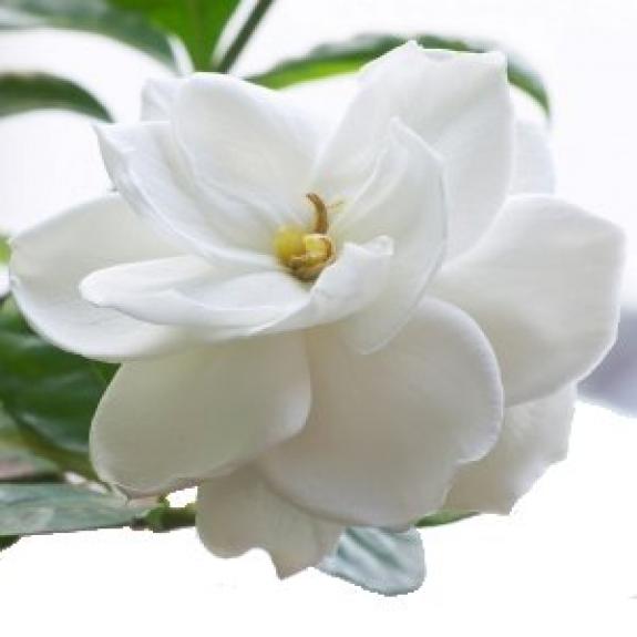 Gardenia