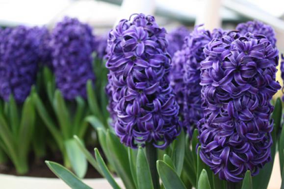 Hyacinth