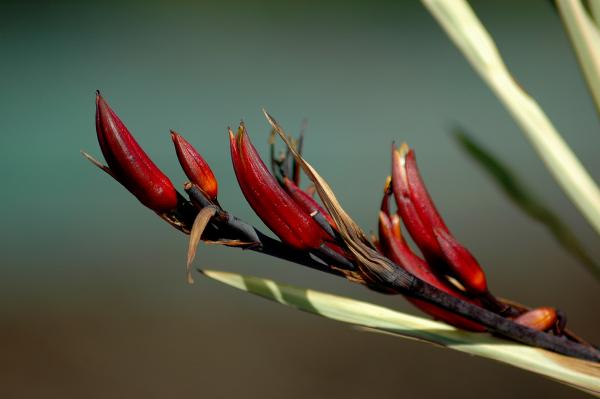 NZ Flax