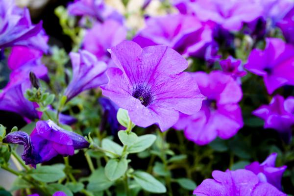 Petunias