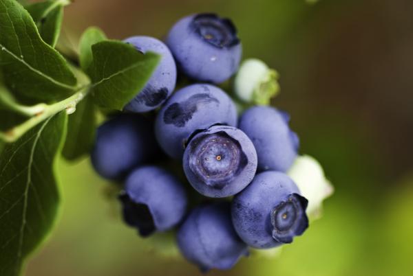 Blueberries