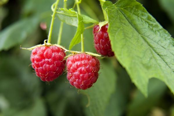Raspberries