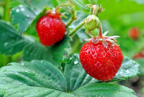 Strawberry