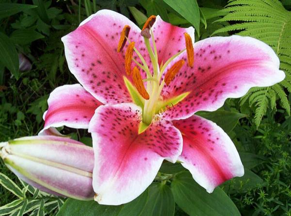 Lilies