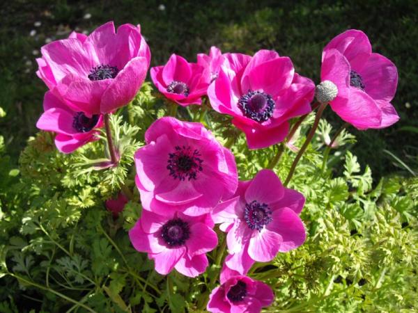 Anemone