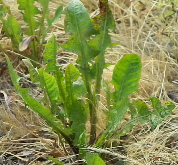 Weeds