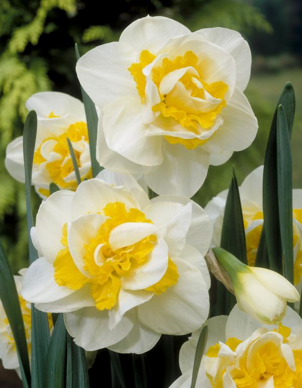 Daffodil