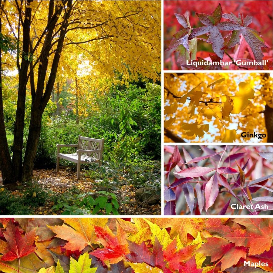 autumn ornamental trees deciduous sv