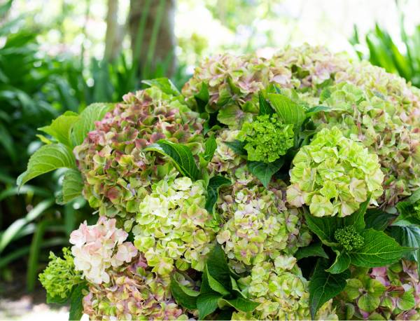 hydrangea rembrandt bella pesche 2