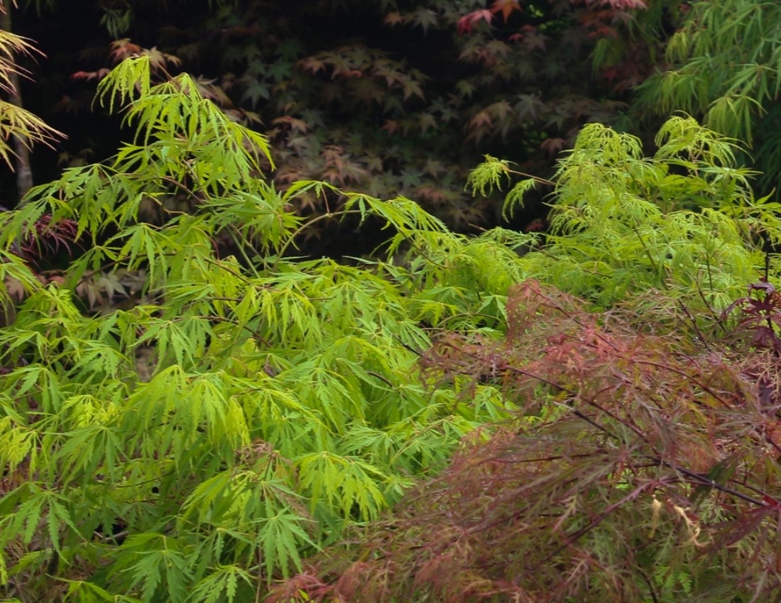 japanese maples acers asstd