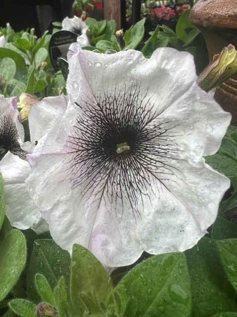 petunia matariki magic